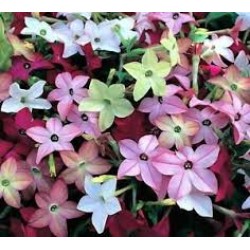 Seminte NICOTIANA alata SARATOGA Mix