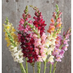 Seminte ANTIRRHINUM majus ROCKET F1- Mix - Gura  leului