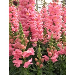 Seminte ANTIRRHINUM majus ROCKET F1 Pink - Gura  leului