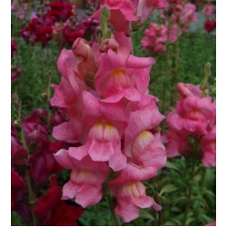 Seminte ANTIRRHINUM majus ROCKET F1 Rose Shades - Gura  leului