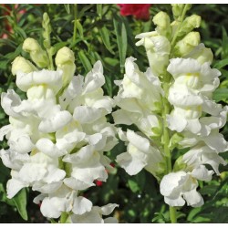 Seminte ANTIRRHINUM majus ROCKET F1 White - Gura  leului