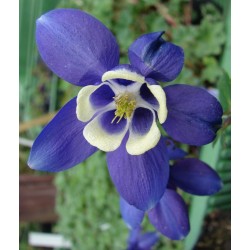 Seminte AQUILEGIA flabellata CAMEO F1 Blue&White - Caldaruse