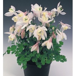 Seminte AQUILEGIA flabellata CAMEO F1 Blush - Caldaruse