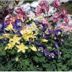 Seminte AQUILEGIA hybrida SPRING MAGIC F1 Mix - Caldaruse