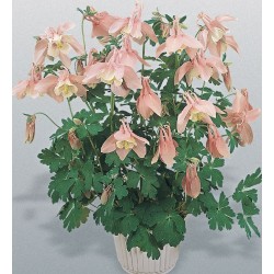 Seminte AQUILEGIA hybrida SPRING MAGIC F1 Pink&White - Caldaruse