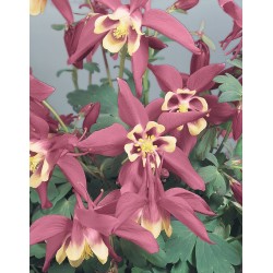 Seminte AQUILEGIA hybrida SPRING MAGIC F1 Rose &Ivory - Caldaruse