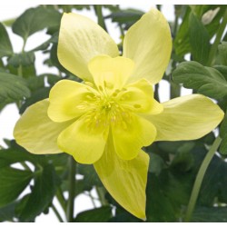 Seminte AQUILEGIA hybrida SPRING MAGIC F1 Yellow - Caldaruse