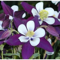 Seminte AQUILEGIA hybrida SWAN F1 Violet&White - Caldaruse
