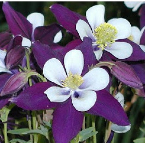 Seminte AQUILEGIA hybrida SWAN F1 Violet&White - Caldaruse