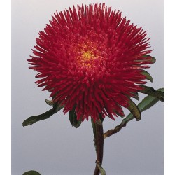 Seminte CALLISTEPHUS chinensis BENARY S PRINCESS Deep Red - Ochiul boului