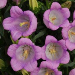 Seminte CAMPANULA medium CAMPANA Lilac - Clopotei mari