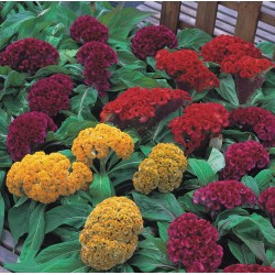 Seminte CELOSIA cristata ARMOR Mix - Creasta cocosului