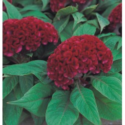 Seminte CELOSIA cristata ARMOR Red - Creasta cocosului