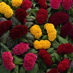 Seminte CELOSIA cristata Concertina Mix - Creasta cocosului