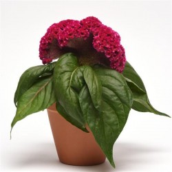 Seminte CELOSIA cristata Concertina Pink - Creasta cocosului