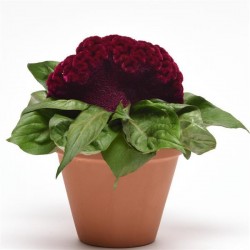 Seminte CELOSIA cristata Concertina Purple - Creasta cocosului