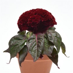Seminte CELOSIA cristata Concertina Red Dark Leaf - Creasta cocosului