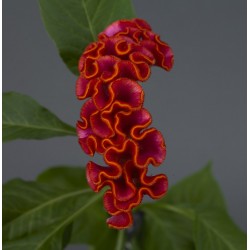 Seminte CELOSIA cristata NEO Orange - Creasta cocosului