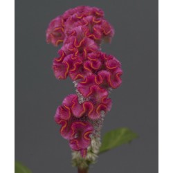 Seminte CELOSIA cristata NEO Pink - Creasta cocosului