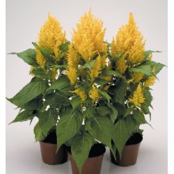Seminte CELOSIA plumosa FRESH LOOK Gold - Creasta cocosului
