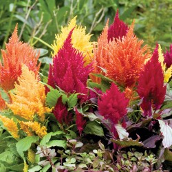 Seminte CELOSIA plumosa FRESH LOOK Mix - Creasta cocosului