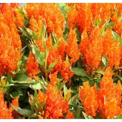 Seminte CELOSIA plumosa FRESH LOOK Orange - Creasta cocosului