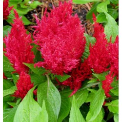 Seminte CELOSIA plumosa FRESH LOOK Red - Creasta cocosului