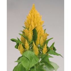 Seminte CELOSIA plumosa FRESH LOOK Yellow - Creasta cocosului