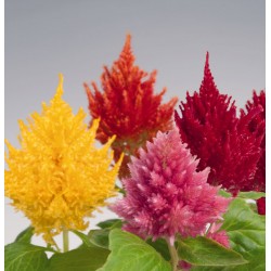 Seminte CELOSIA plumosa GLORIOUS Mix - Creasta cocosului