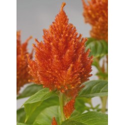 Seminte CELOSIA plumosa GLORIOUS Orange - Creasta cocosului