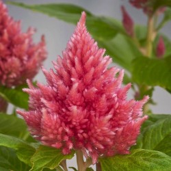 Seminte CELOSIA plumosa GLORIOUS Pink - Creasta cocosului