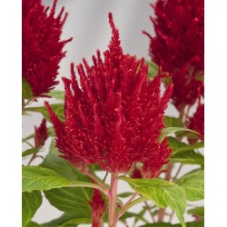 Seminte CELOSIA plumosa GLORIOUS Red - Creasta cocosului