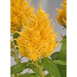 Seminte CELOSIA plumosa GLORIOUS Yellow - Creasta cocosului