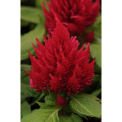 Seminte CELOSIA plumosa ICE CREAM Cherry - Creasta cocosului