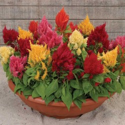 Seminte CELOSIA plumosa ICE CREAM Mix - Creasta cocosului