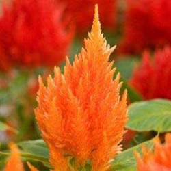 Seminte CELOSIA plumosa ICE CREAM Orange - Creasta cocosului