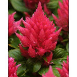 Seminte CELOSIA plumosa ICE CREAM Pink - Creasta cocosului