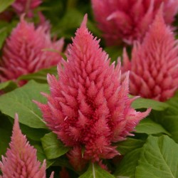 Seminte CELOSIA plumosa ICE CREAM Salmon - Creasta cocosului
