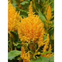 Seminte CELOSIA plumosa ICE CREAM Yellow - Creasta cocosului