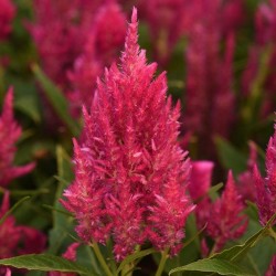 Seminte CELOSIA plumosa SUNDAY Pink Bright -Creasta cocosului