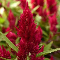 Seminte CELOSIA plumosa SUNDAY Cherry -Creasta cocosului