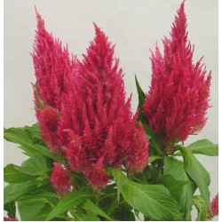 Seminte CELOSIA plumosa SUNDAY Pink Dark - Creasta cocosului