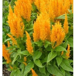 Seminte CELOSIA plumosa SUNDAY Gold - Creasta cocosului