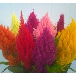 Seminte CELOSIA plumosa SUNDAY Mixture - Creasta cocosului