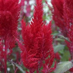 Seminte CELOSIA plumosa SUNDAY Red - Creasta cocosului