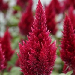 Seminte CELOSIA plumosa SUNDAY Wine Red - Creasta cocosului