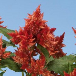 Seminte CELOSIA spicata Celway Orange - Creasta cocosului