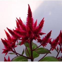 Seminte CELOSIA spicata Celway Red - Creasta cocosului