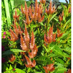 Seminte CELOSIA spicata Celway Terracotta - Creasta cocosului