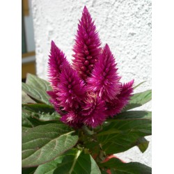 Seminte CELOSIA spicata Kosmo Cherry - Creasta cocosului
